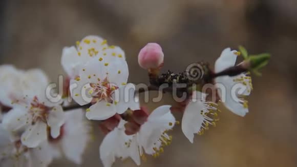 开花枝杏4月娇嫩的白花在春天的果树上紧贴着乡村花园开花的新鲜度视频的预览图