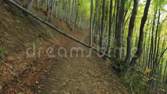 老树倒在小径上秋天落叶林山毛榉木视频的预览图