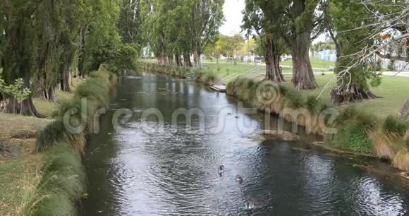 新西兰克赖斯特彻奇市中心的一条树状河流视频的预览图