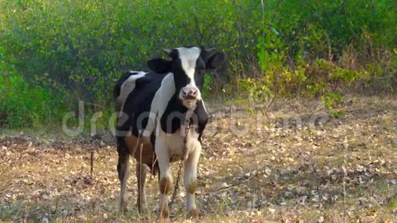 奶牛的特写镜头从它的脸上飞过一头牛在草坪上吃草的肖像视频的预览图