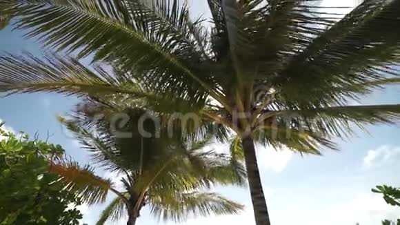 海边的棕榈树视频的预览图