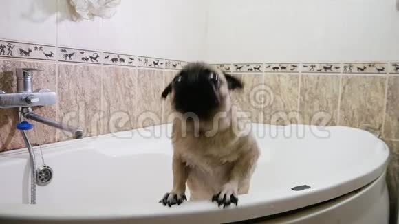 浴室里湿漉漉的狗叫洗狗视频的预览图