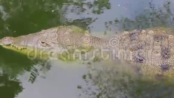 在丛林里一条鳄鱼在强大的奥里诺科河中等待猎物视频的预览图