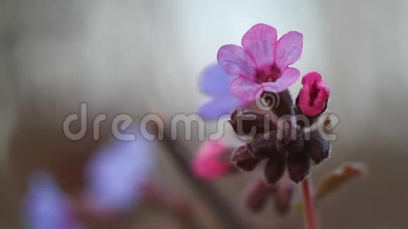 一朵粉红色的花和未被斑点的肺草的花蕾的宏观镜头蒙昧在风中摇动柔和的无影日视频的预览图