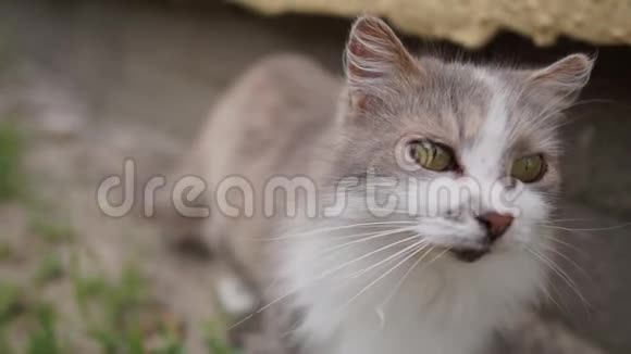 戴着浅蓝色眼睛的猫抬头看着屋子里的人视频的预览图