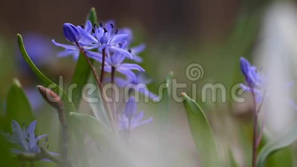 嫩蓝的花紫薇在美丽的春日脆弱的自然唤醒极端模糊的背景视频视频的预览图
