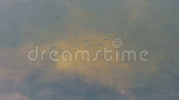 许多小鱼在河流或湖泊的泥泞中随机游动视频的预览图
