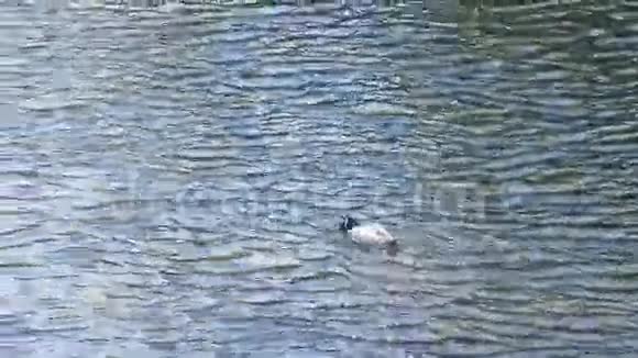 在苏必利尔湖游泳视频的预览图