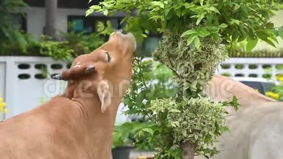 在热带农村养牛场肉牛吃树上的叶子农村农业牲畜动物和哺乳动物视频的预览图