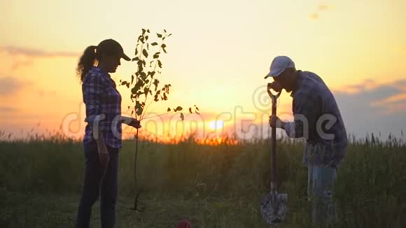 农民男女农民夫妇在日落或日出时在田里种树苗剪影春天概念视频的预览图