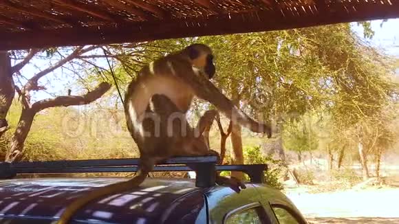 野人猕猴的高清慢动作视频视频的预览图