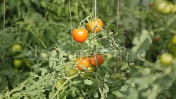 红番茄在温室里成熟视频的预览图