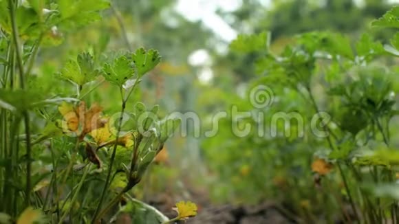 花园里的绿色欧芹在风中摇曳花园里新鲜的欧芹叶子特写4k4k视频视频的预览图