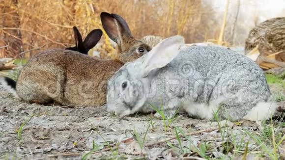 三只可爱的兔子在森林的草地上视频的预览图