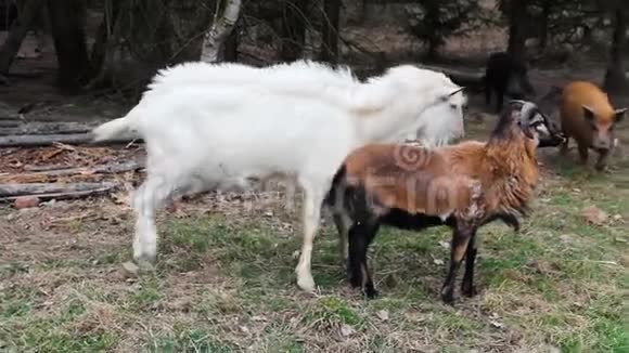 山羊和猪树上的农场动物视频的预览图