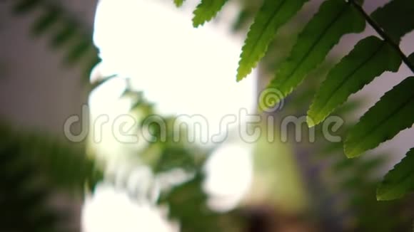 一种活泼的蕨类室内植物叶长而尖视频的预览图