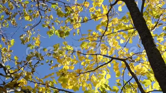 秋天的颜色在森林里金色的叶子在树上黄色的叶子秋天的树叶秋天的色彩视频的预览图