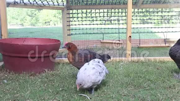 后院鸡圈里的和肉鸡视频的预览图