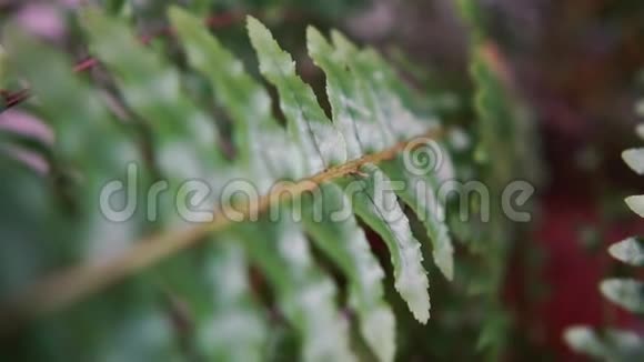 长的蕨类植物内部长着尖尖的叶子视频的预览图