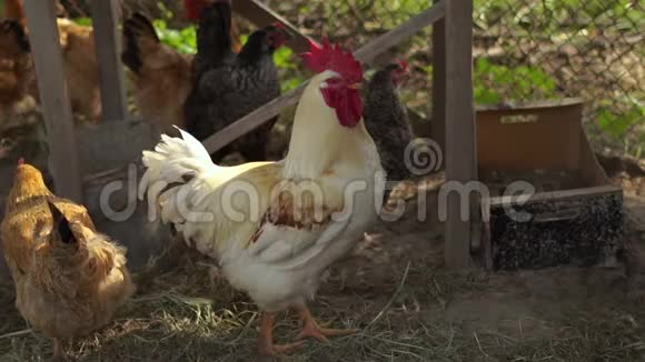 夏天勇敢的白鸡巴在懒汉的一个院子里环顾四周视频的预览图