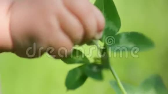 一张婴儿手触摸花草的特写照片自然探索童年高清视频的预览图