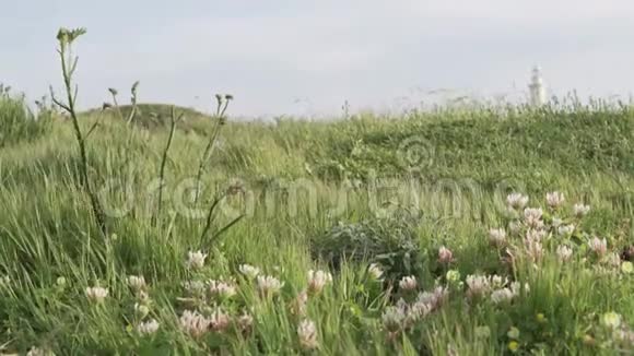走在春天的塞浦路斯很多绿色植物鲜花视频的预览图