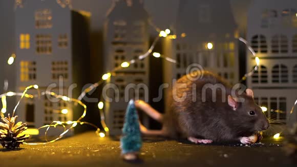 2020年的象征家鼠在圣诞树附近进食视频的预览图