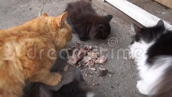 一只蓝猫和三只黑猫坐在院子里吃东西视频的预览图