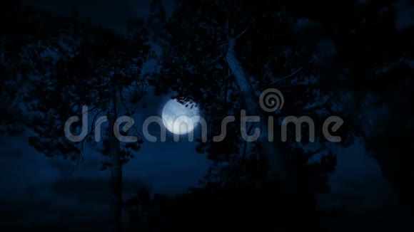 暴风雨之夜高树后的月亮视频的预览图