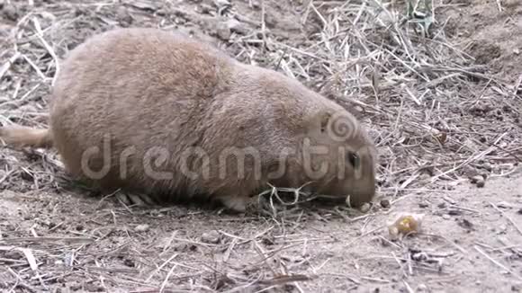 草原狗在地上觅食视频的预览图