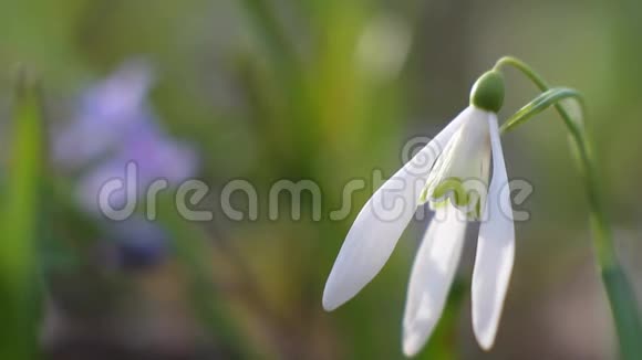 常见雪落花的嫩白花春的象征在风中摇摆享受温暖和阳光的日子视频的预览图
