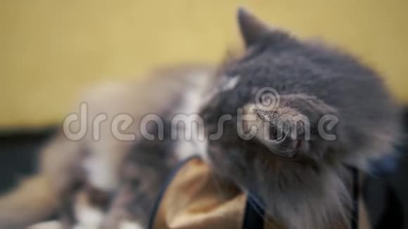 可爱的灰色和白色小猫睡觉躺在蓝色的袋子在室内的斯洛文尼亚视频的预览图