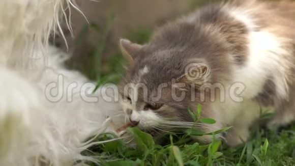 可爱的灰白色猫夏天在邋遢的院子里吃青草视频的预览图