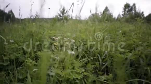 多云的天空背景下绿草间的景色库存录像绿草的茂盛和野生植被视频的预览图