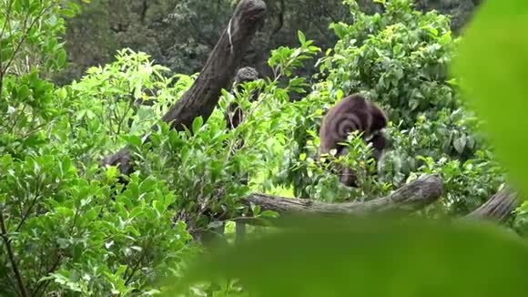 4K拉吉本正在森林的树枝上休息野生海洛虫视频的预览图