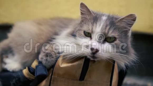 可爱的灰白猫躺在室内的蓝色袋子上感觉很好视频的预览图