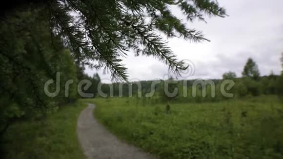 森林景观背景下云杉枝条与路径的特写库存录像美丽的云杉树枝挂着视频的预览图