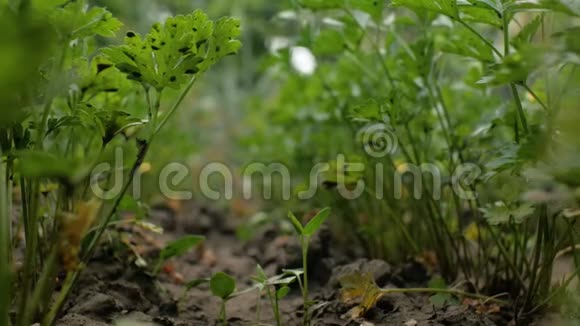 花园里新鲜的欧芹叶子特写花园里的绿色欧芹在风中摇曳4k视频视频的预览图