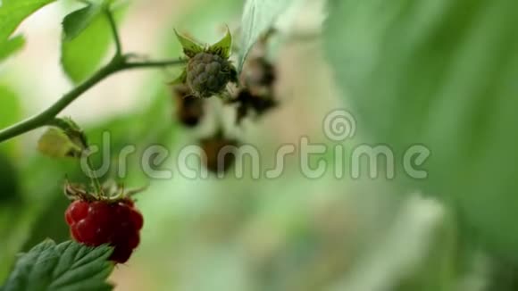 成熟的红树莓和未成熟的绿色浆果生长在花园的灌木上4k4k视频视频的预览图