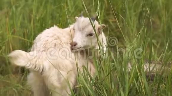 可爱的白羊座在邋遢的绿色牧场里清理皮毛视频的预览图