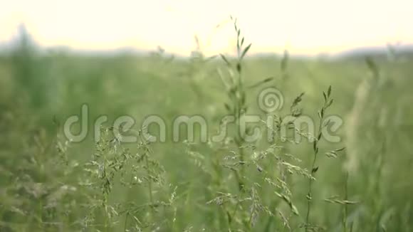 夏季绿珠高的绿色农业领域视频的预览图