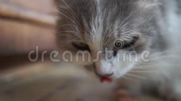 泰比猫在厨房里吃锅里的肉在邋遢中感到快乐视频的预览图