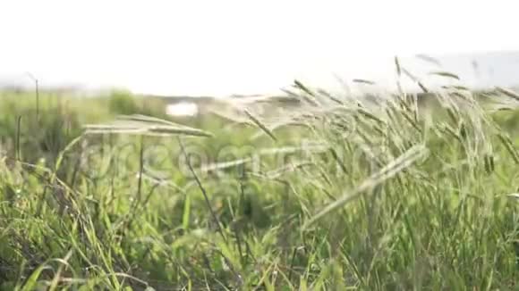 绿色黑麦小穗的阳光照射视频的预览图