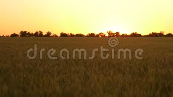 日落时美丽的麦田谷物收获在夏天成熟农业经营的概念有机有机有机有机有机视频的预览图