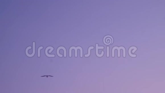 海鸥在紫色的天空中飞翔从山上到海滩到人们视频的预览图
