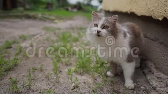 可爱的猫有着浅蓝色的眼睛仰望着房子离开了视频的预览图