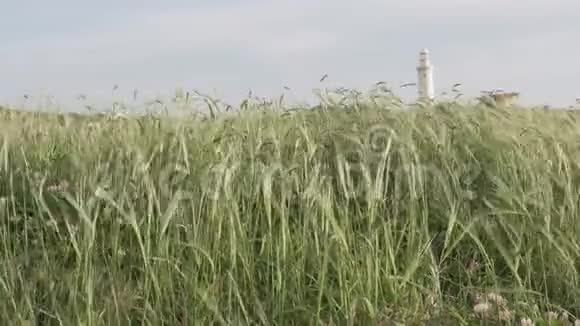 黑麦的穗子在风中摇摆着视频的预览图
