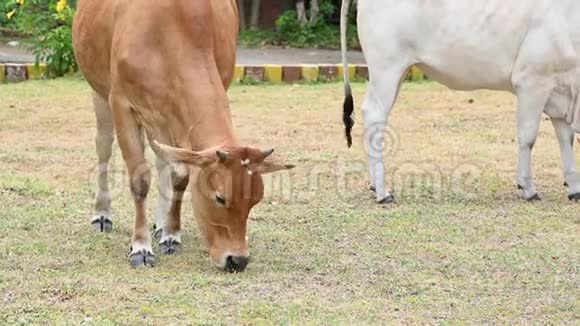 在热带农村养牛场肉牛吃树上的叶子草农村农业牲畜动物和视频的预览图