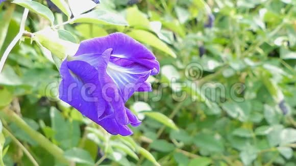 花园里蝴蝶豌豆的紫色花视频的预览图