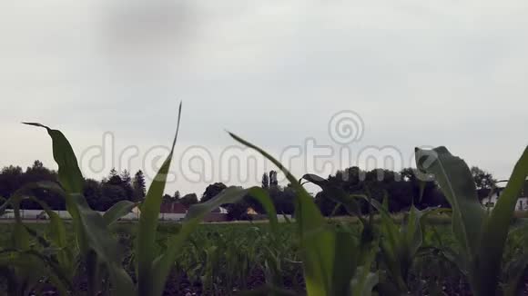 用小植物把田里围起来视频的预览图